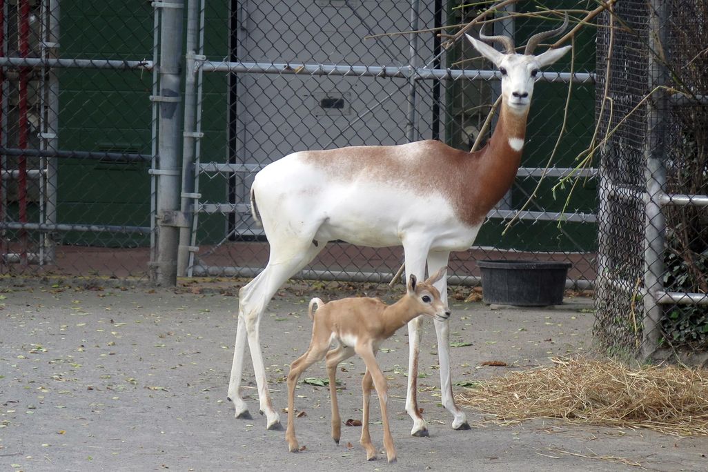 Dama Gazelle Calf