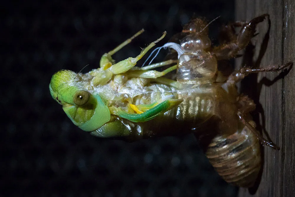 Cicada In Australia