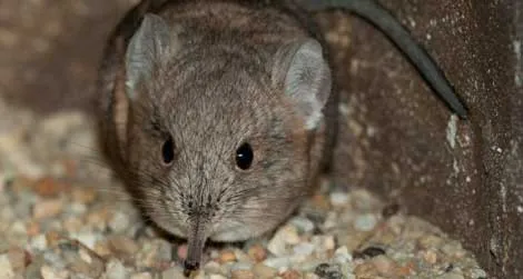 An adorable elephant shrew