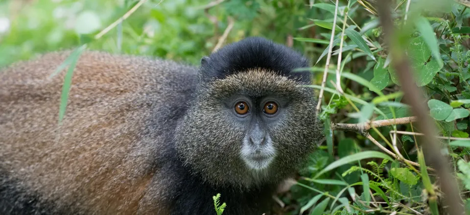  Golden monkey, Volcanoes National Park 