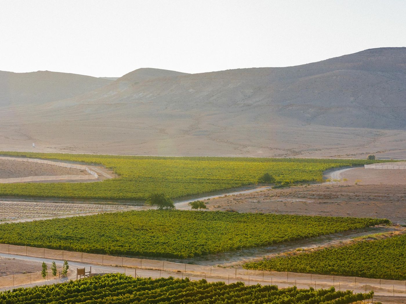 OPENER - Green patches of Nana Estate Winery in the arid desert. 