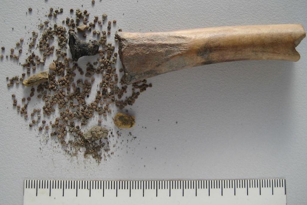 Seeds With Bone