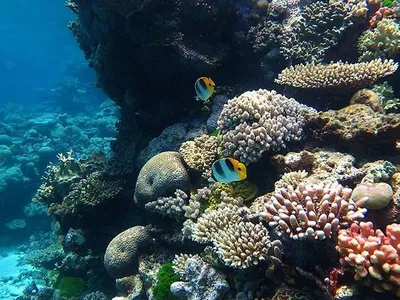 Coral reef health is an important indicator of the ocean’s well-being. Scientists can study corals to learn more about how climate change is affecting the oceans.