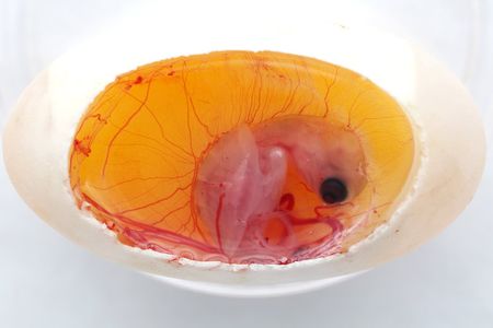 Warmer temperatures yield more female hatchlings, while colder temperatures yield more males