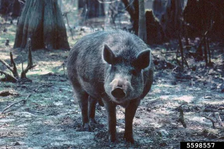 Wild pigs have been in the southern United States for hundreds of years.