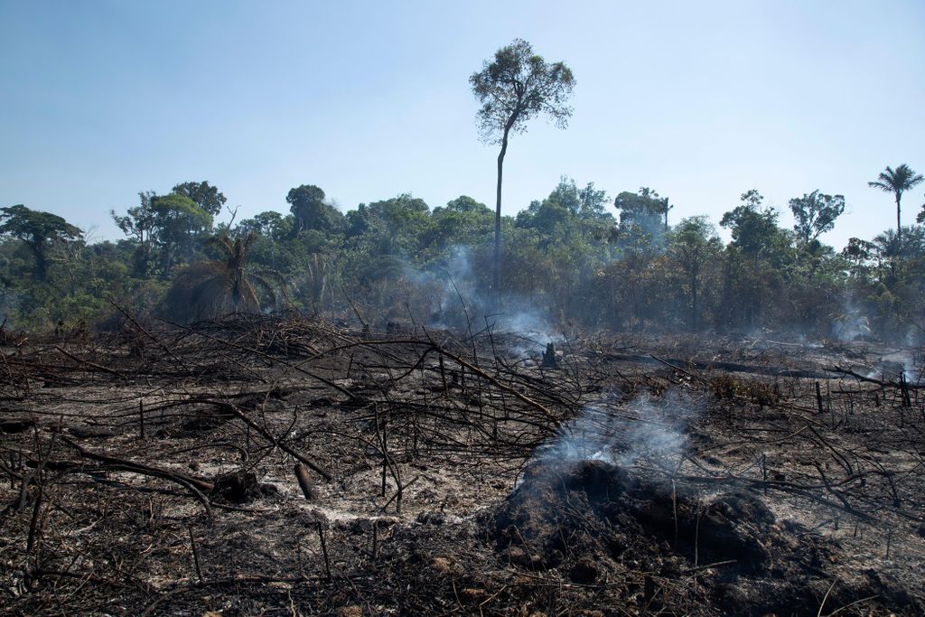 Burnt landscape in foreground with rainforest intact in the background