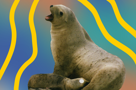 sea lion.png