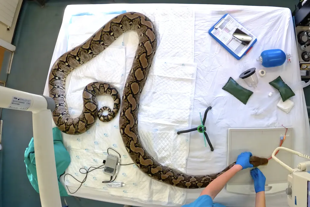the snake on the operating tables as seen from above