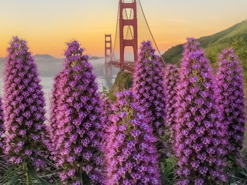 San Francisco in Spring Smithsonian Photo Contest Smithsonian Magazine