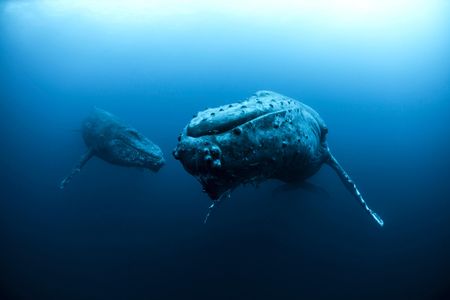 Humpback Whales