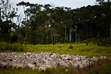 Some 1,280 of these species will lose a quarter or more of their remaining habitat and 350 are projected to lose more than half of the areas they currently call home. 