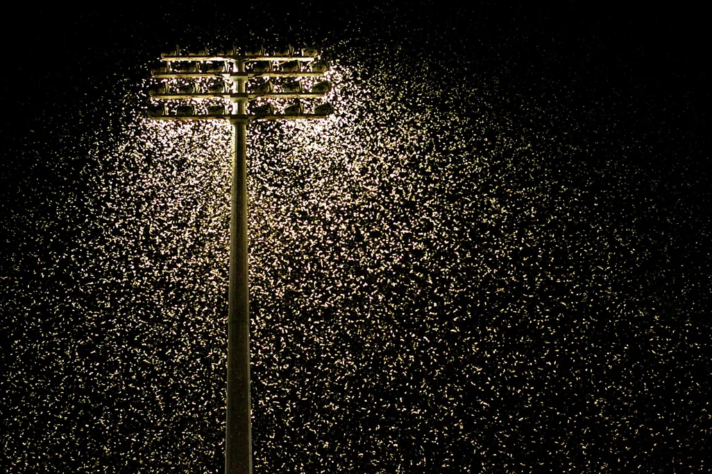 A floodlight shines while thousands of moths surround it in the dark of night. This image was taken at Energy Australia Stadium in Newcastle, Australia in 2005.