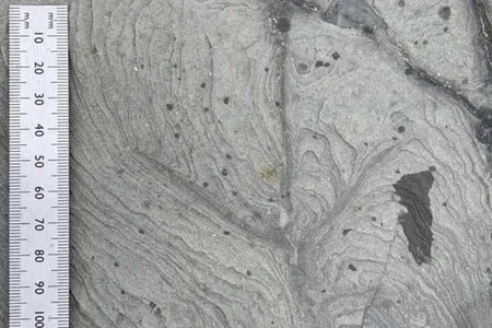 This well-preserved track from Australia clearly shows the four toes of an ancient bird.