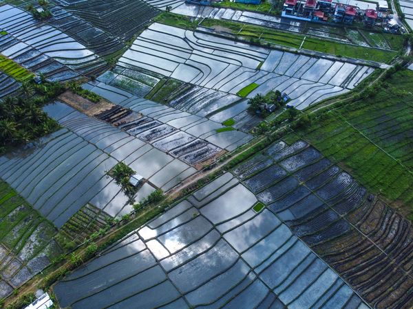 Rice Fields at Canggu thumbnail