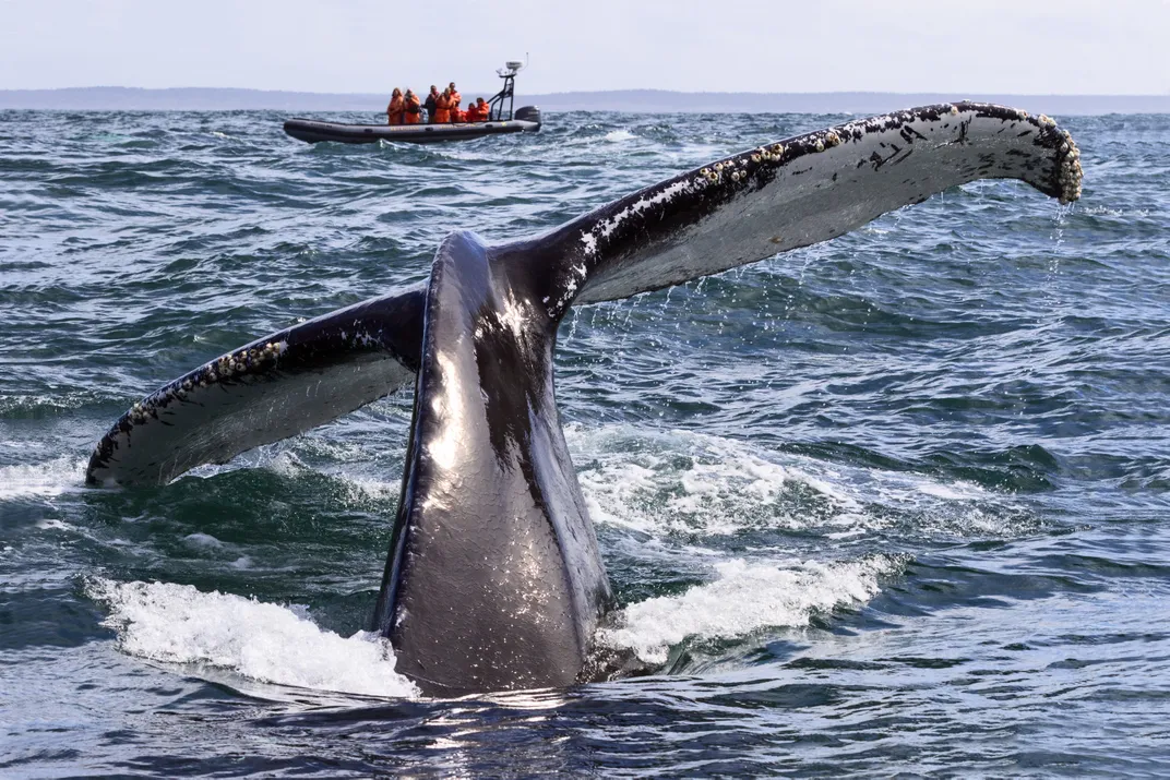 8 - During a whale watching tour, a mother whale and her baby leapt from the waters, with mom’s tail making a splash before re-entering the sea.