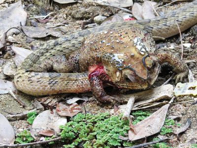 A small-banded kukri snake seen with its head thrust inside the body of an Asian common toad. This snake does this to feed on its prey's internal organs, and, perhaps, to avoid the poisonous milky secretions that can be seen on the toad's back.

