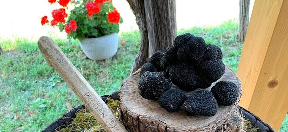  Truffles found near Istria 
