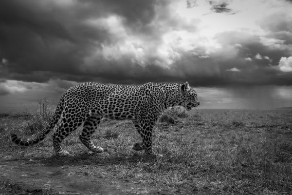 Leopard Spots Distant Rain thumbnail