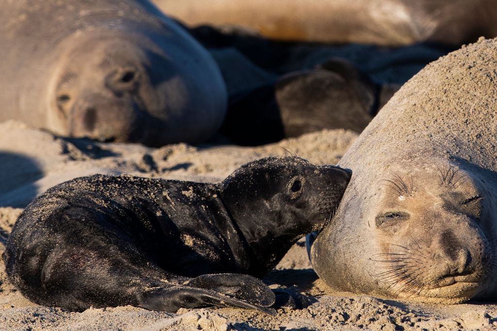 Elephant Seal Pup
