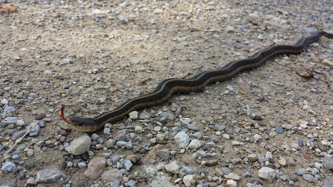 An eastern garter snake, stretched to its full length on a gravel road, flicks its red tongue