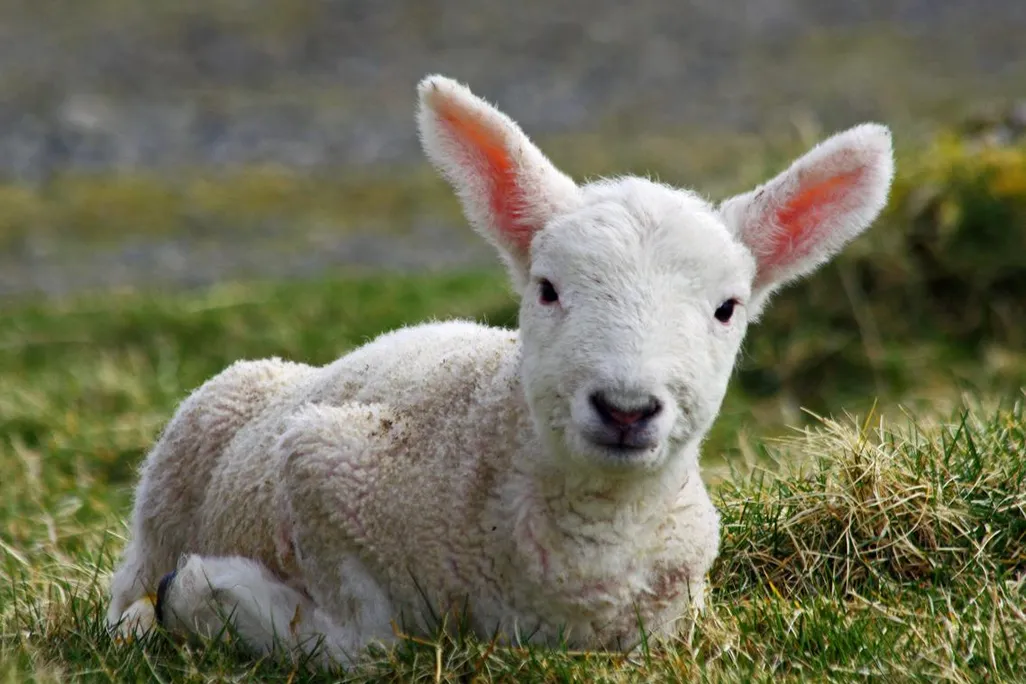 lamb.jpg
