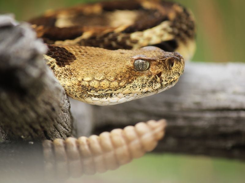 Rattlesnake on Stone Mountain | Smithsonian Photo Contest | Smithsonian ...