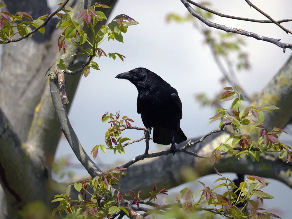 A black crow sits on the branch of a walnut tree