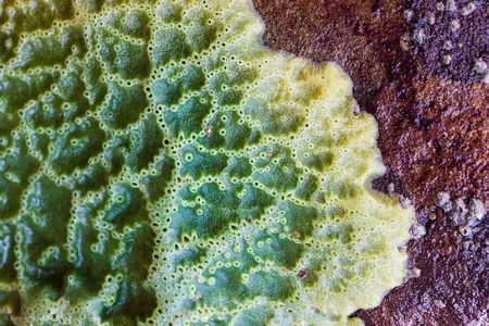 Breadcrump sponges, Halichondria panicea, can survive with minimal oxygen.