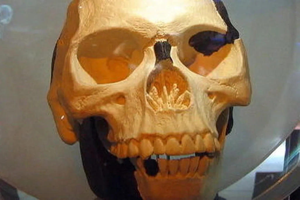 A replica of Piltdown Man