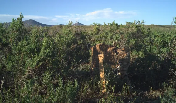 Bobcat caught on camera trap walking through brush and scrub on Montana's grasslands