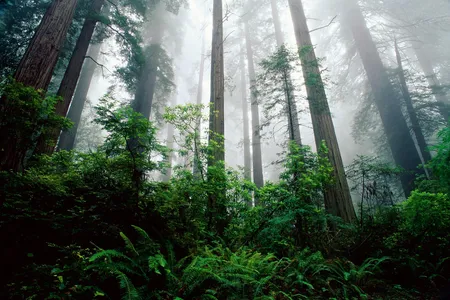 Coast Redwood trees are one of the more than 200 species threatened by extinction around the world.
