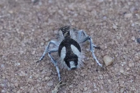 The wasp species known as the &quot;velvet ant&quot; has a pattern of white and ultra-black coloration.