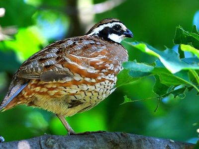 Forty years ago, the distinctive call of the bobwhite quail could be heard throughout Virginia’s grasslands. Today, their calls are fading.
