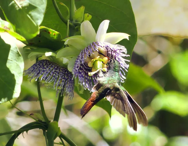 Hummingbird sipping nectar from a passion flower thumbnail