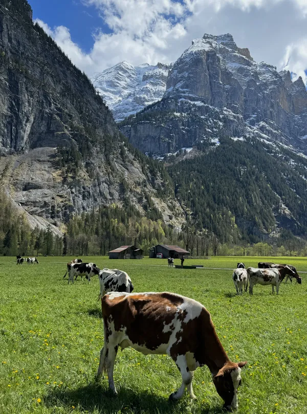 Swiss Cheese thumbnail