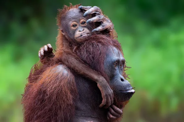 Carried by Love thumbnail