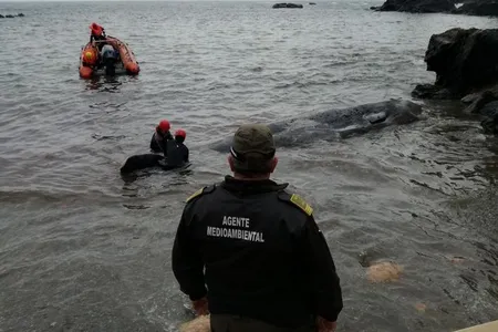 The body of a juvenile sperm whale was found on a beach in Spain's Murcia region.