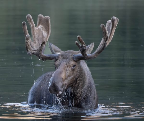 Smiling Moose thumbnail