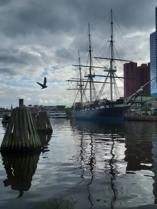 Bird Soars Over Baltimore Harbor thumbnail