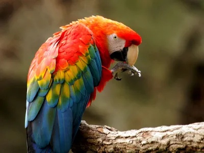 A scarlet macaw