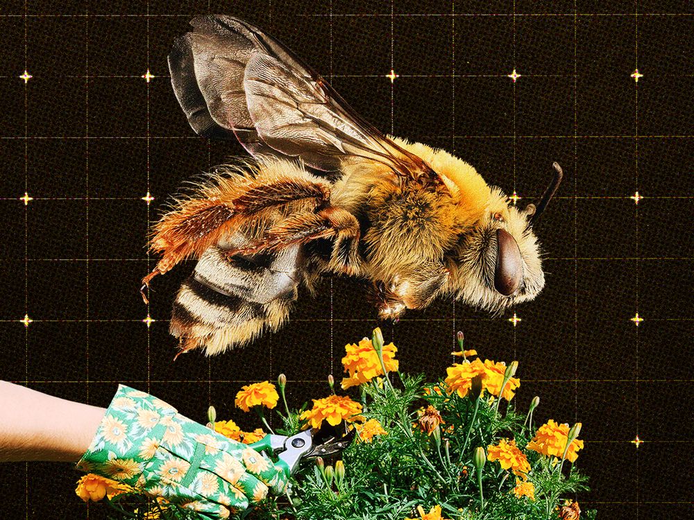 The Swarm of People Intent on Saving Our Bees