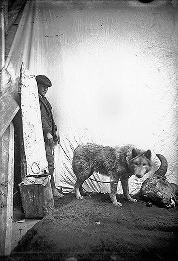 Studio portrait of a wolf and a boy holding a chain connected to a wolfs collar
