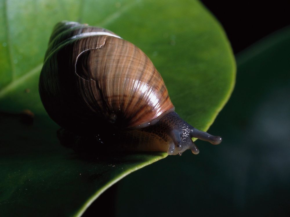 Achatinella mustelina