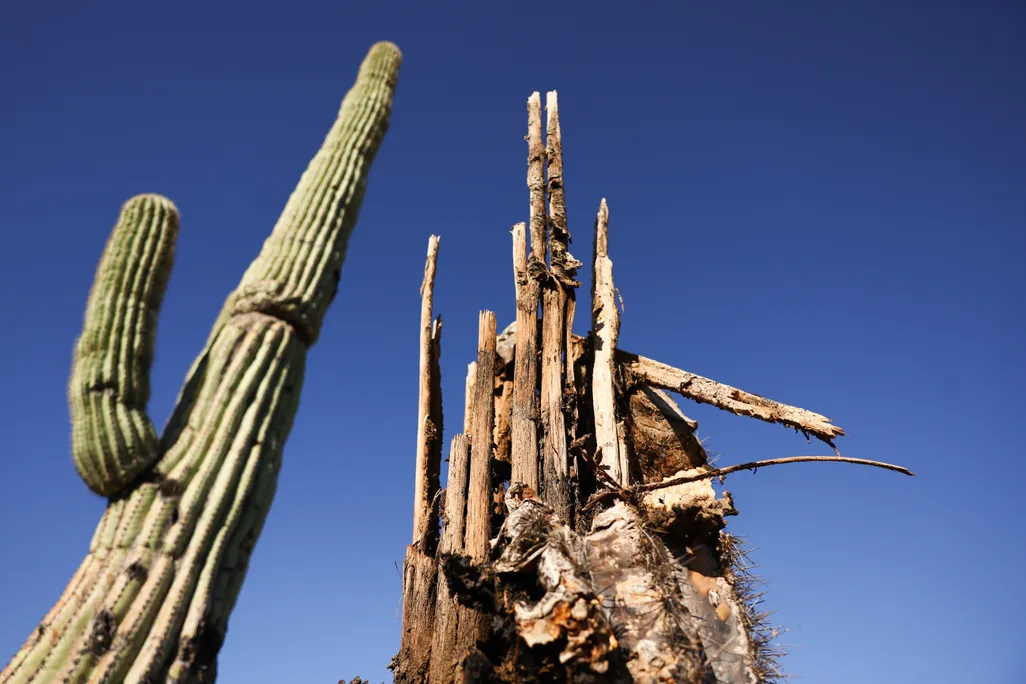 a living saguaro cactus and a dead one against a blue sky