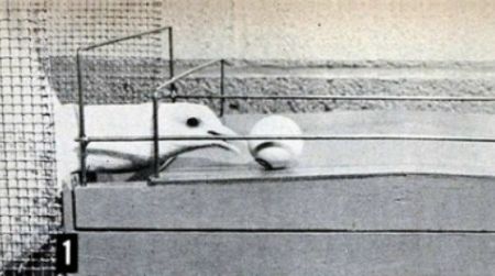 Psychologist B.F. Skinner taught these pigeons to play ping-pong in 1950.