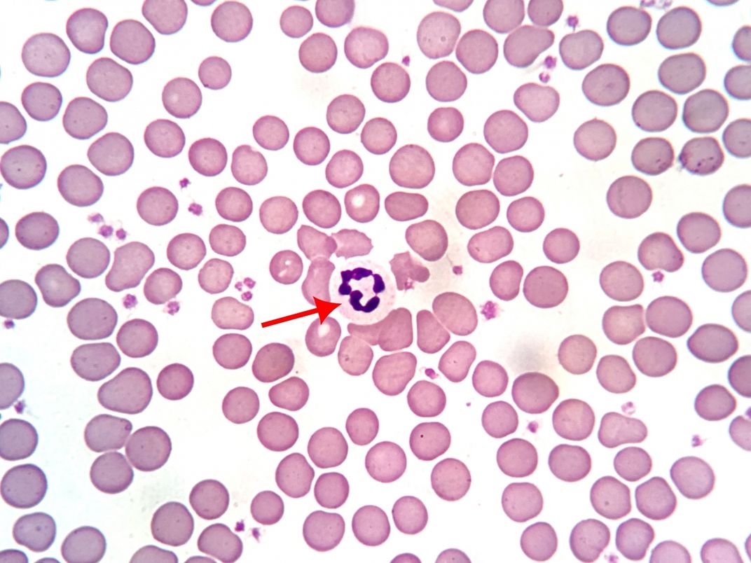An image of healthy giant panda red and white blood cells viewed with a microscope. An arrow points to a white blood cell.