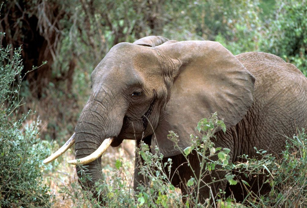 African Elephants Sleep Just Two Hours Per Day, and Nobody Knows Why |  Smart News| Smithsonian Magazine