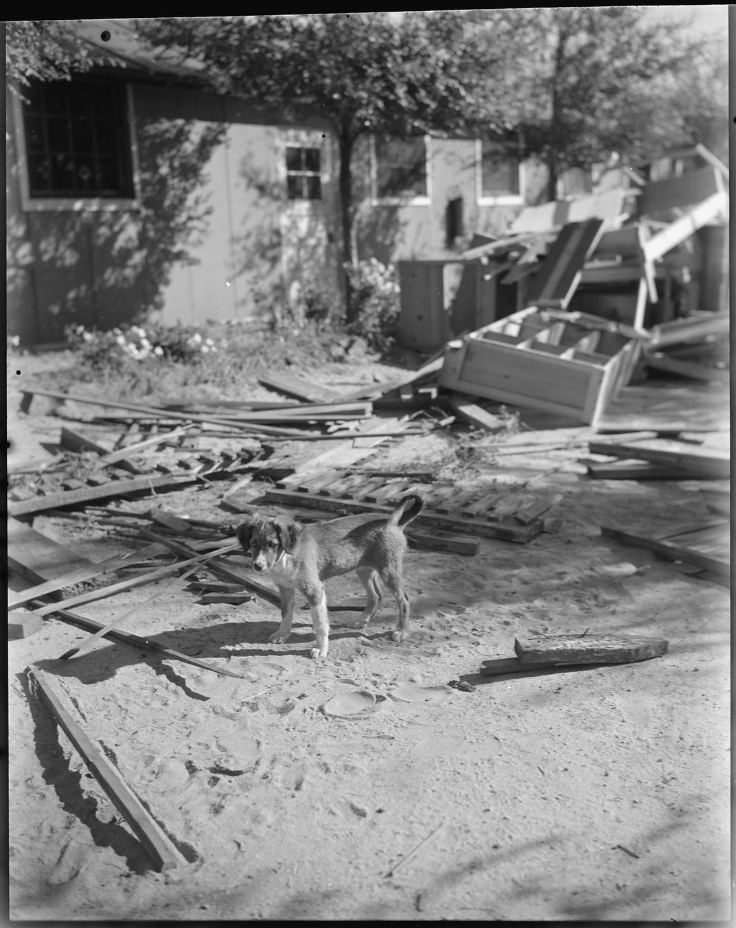 A black and white photo shows a medium size dog standing on a pile of scrap lumber