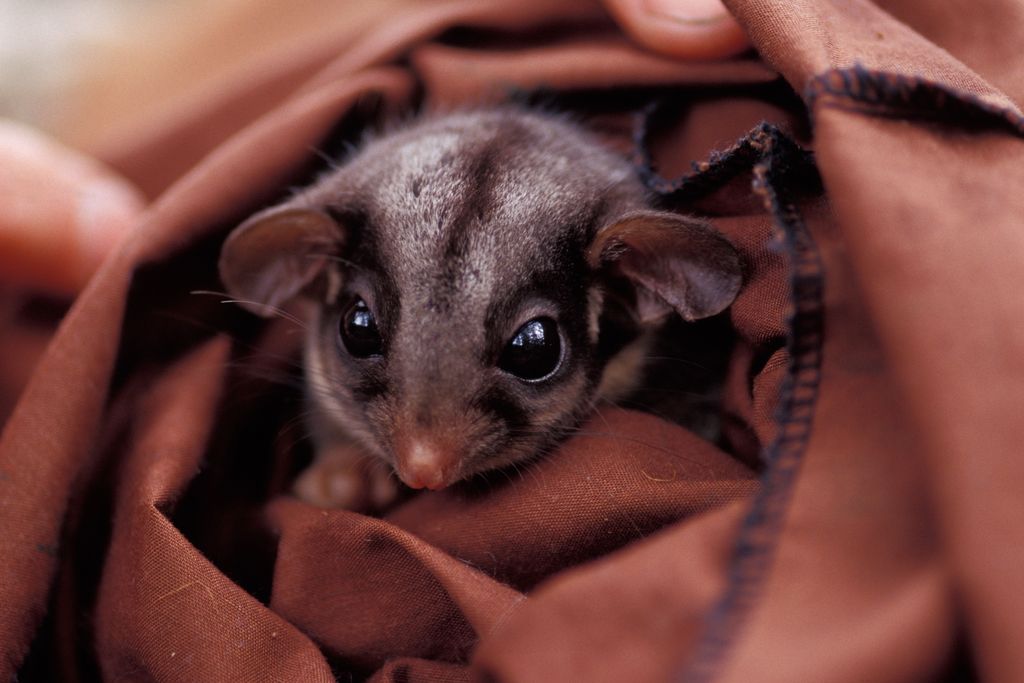 Leadbeater possum