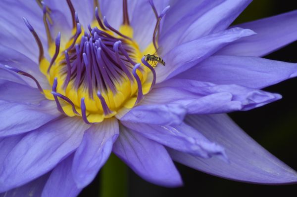 Nymphaea 'Purple Joy' (Water Lily) thumbnail